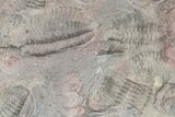 Ordovician Trilobite Mortality Plate - Tafraoute, Morocco #218699-1
